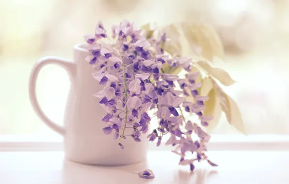 Brush, inflorescence, Wisteria, Wisteria