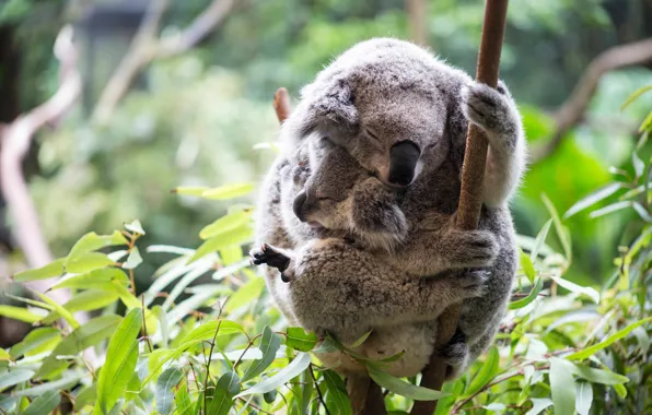 Leaves, nature, pose, stay, sleep, branch, hugs, a couple