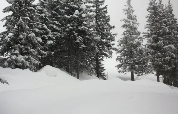 Winter, Snow, Frost, Winter, Frost, Snow, The snow
