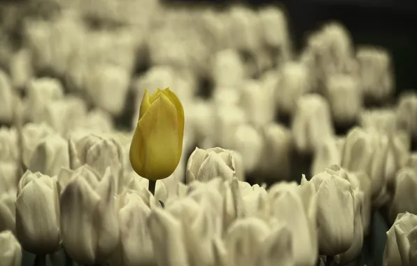 Flowers, nature, tulips