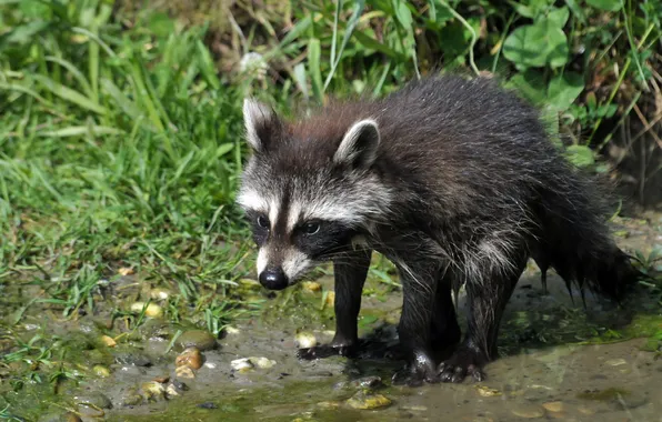 Picture grass, water, wet, stones, raccoon, cub