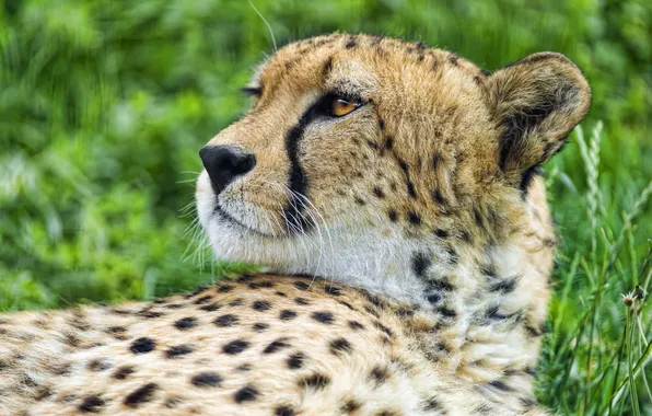Cat, face, Cheetah, profile, ©Tambako The Jaguar