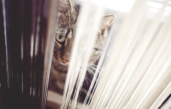 Picture cat, cat, look, looks