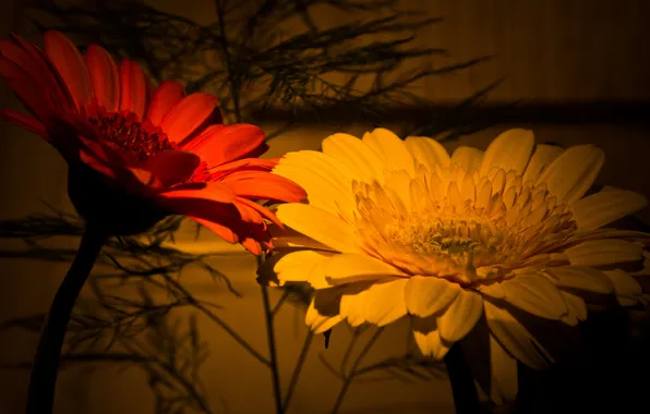 Macro, nature, petals, stem