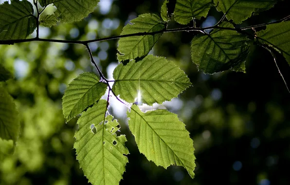 Leaves, macro, nature, photo, Wallpaper