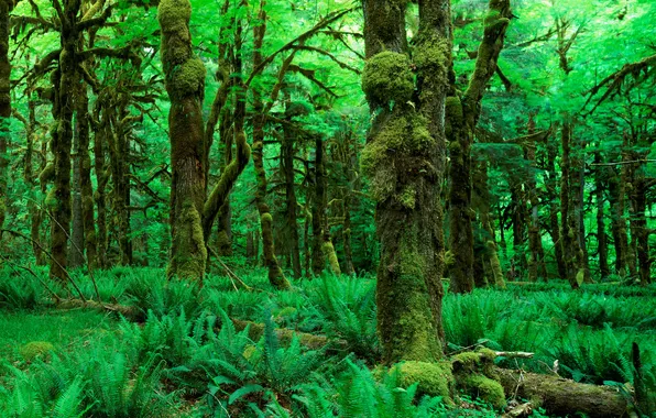 Greens, forest, leaves, trees, nature, photo, Wallpaper