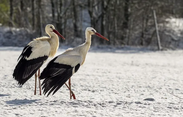 Winter, birds, storks