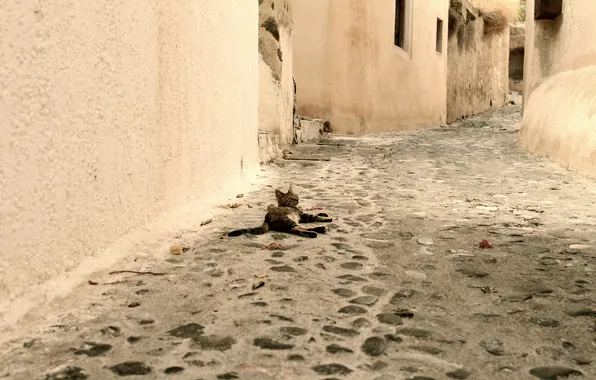 Kitty, grey, street, lies