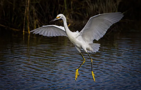Picture bird, wings, white American egret
