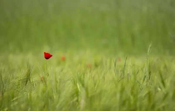 Field, red, one, Mac, Flower, blur