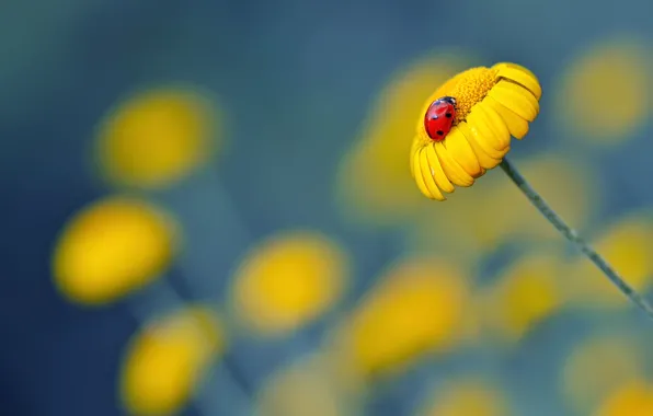 Picture flowers, ladybug, Daisy, yellow