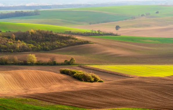 Field, beautiful, view, relaxing, crops