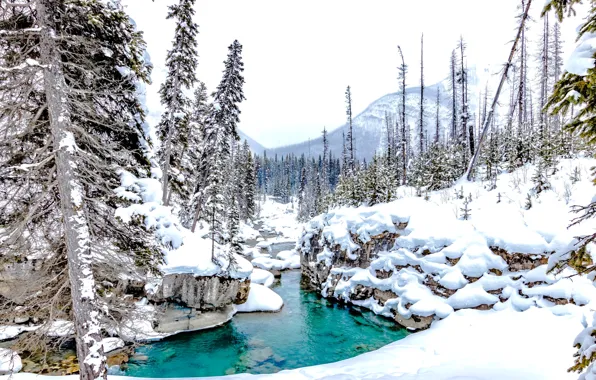 Winter, forest, snow, trees, stream, Canada, the snow, river