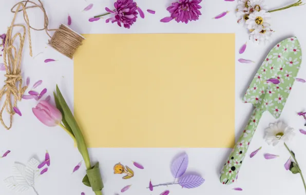 Sheet, paper, Tulip, blade, Chrysanthemum