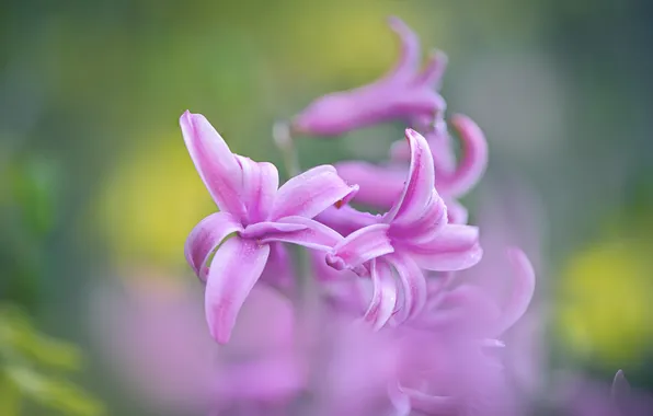 Macro, flowers, blur, spring, petals, pink, blur, green background