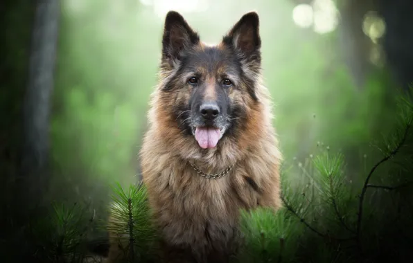 Picture look, face, branches, portrait, dog, bokeh, German shepherd