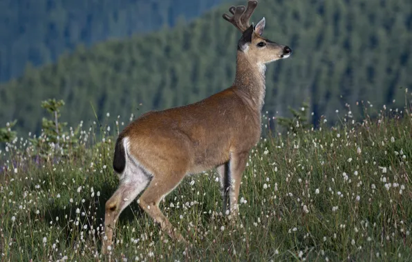 Flowers, glade, deer, meadow, fawn, ROE, horns, young