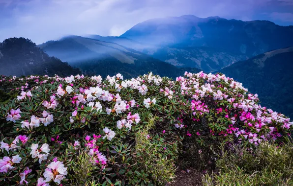 Forest, the sky, leaves, clouds, landscape, flowers, mountains, nature