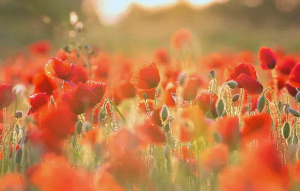 Picture field, summer, light, flowers, red, nature, Mac, Maki