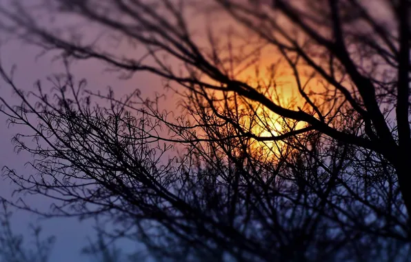 The sky, trees, sunset, nature, silhouette, twigs