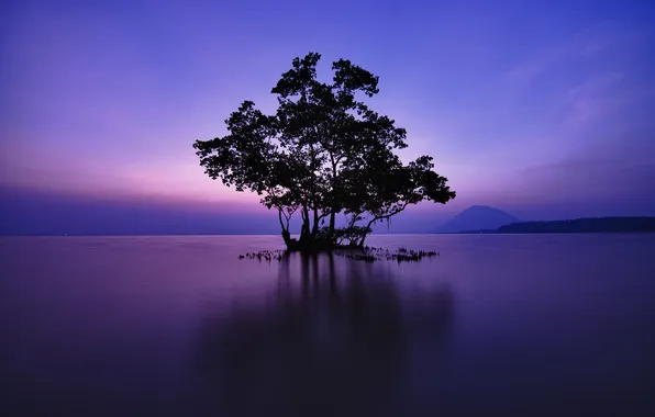 Trees, nature, lake, the evening