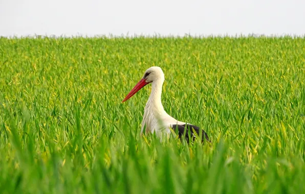 Picture field, bird, beak, stork