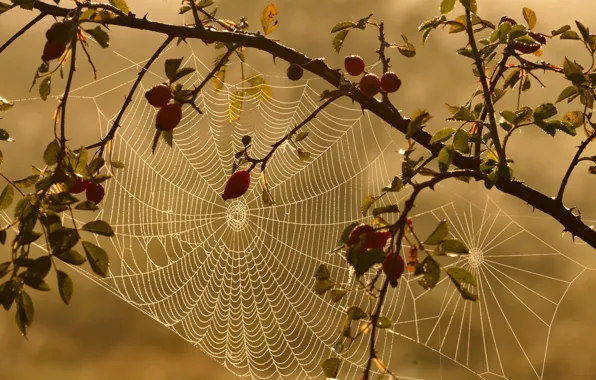 Nature, web, briar