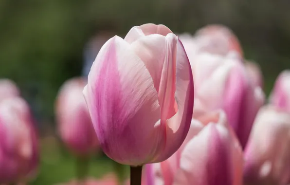 Pink, Tulip, focus, Apricot Giant