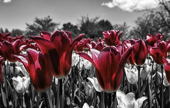 The sky, nature, petals, meadow, tulips