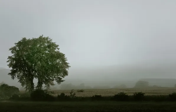 Landscape, nature, fog, morning