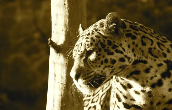Face, light, predator, Jaguar, profile, wild cat