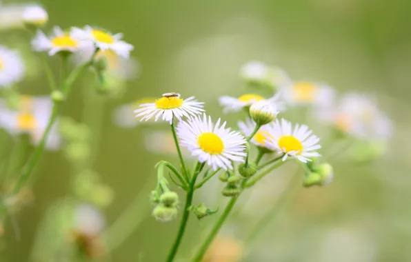 Flowers, green, background, widescreen, Wallpaper, chamomile, blur, Daisy