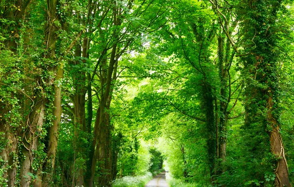Forest, trees, nature, track