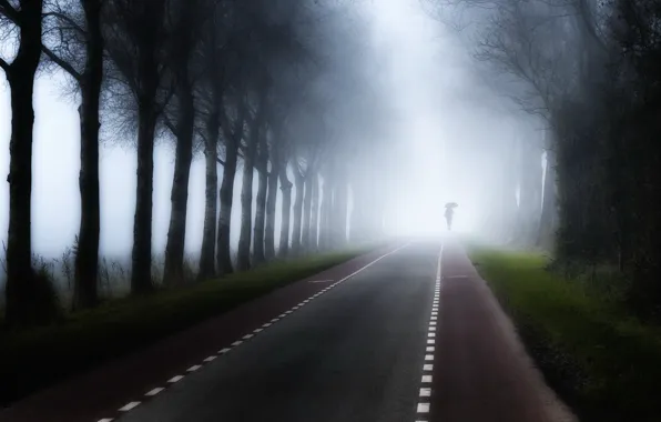Road, trees, fog