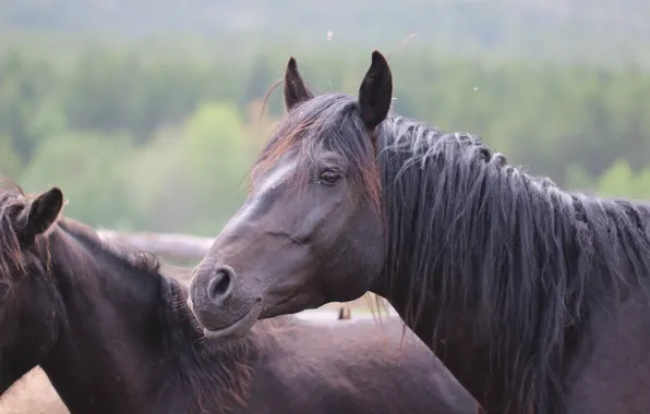 Face, background, horse