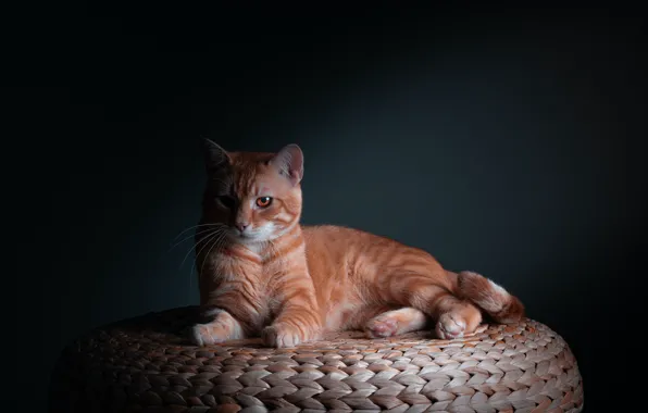 Cat, cat, light, the dark background, red, lies, yellow eyes, bench