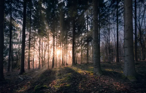 Forest, fog, morning