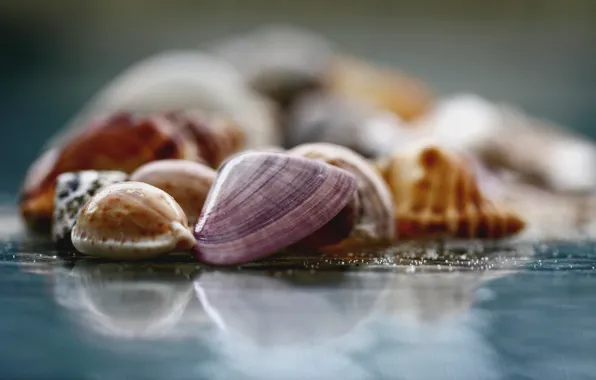 Picture glass, macro, surface, photo, background, Wallpaper, blur, shell