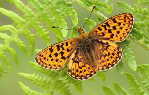 Leaves, macro, green, background, pattern, butterfly, plant, orange
