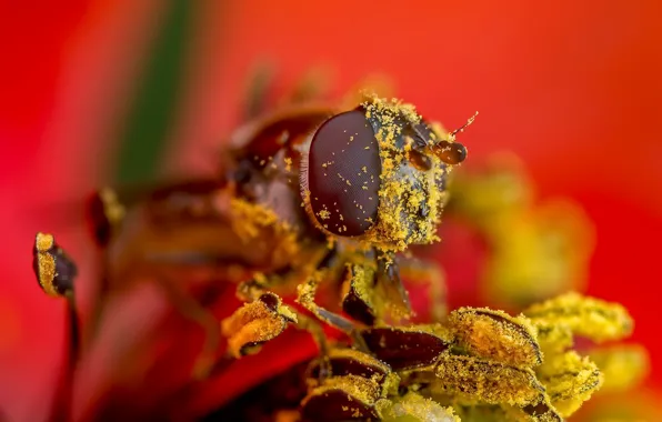 Flower, macro, fly