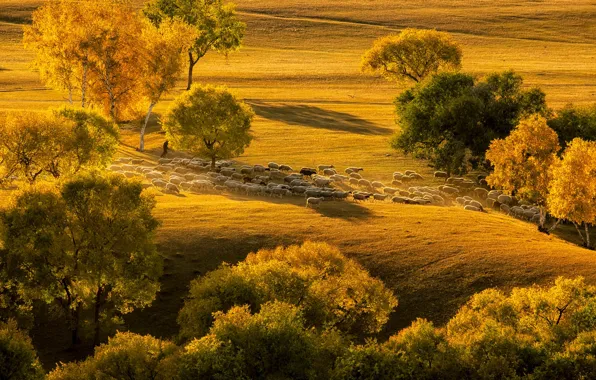Picture autumn, trees, sheep, pasture, flock