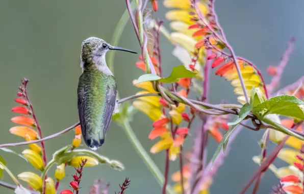Nature, bird, paint, plant, beak, Hummingbird