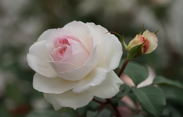 Close-up, rose, petals, Bud, bokeh