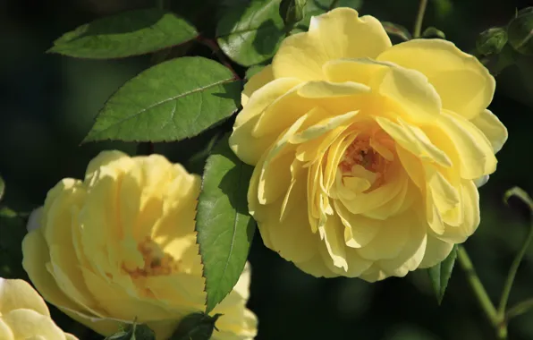 Leaves, roses, petals