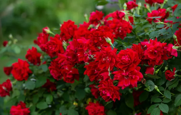 Flowers, roses, garden, red, rose Bush