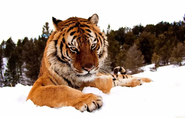 Picture winter, forest, look, face, snow, tiger, paws, serious