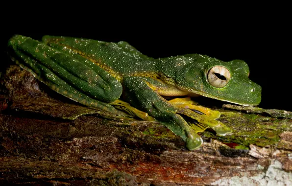 Animals, eyes, macro, tree, frog, legs, leather, lies