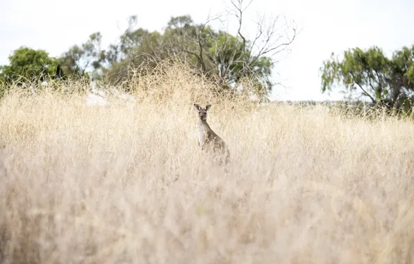 Nature, Australia, kangaroo