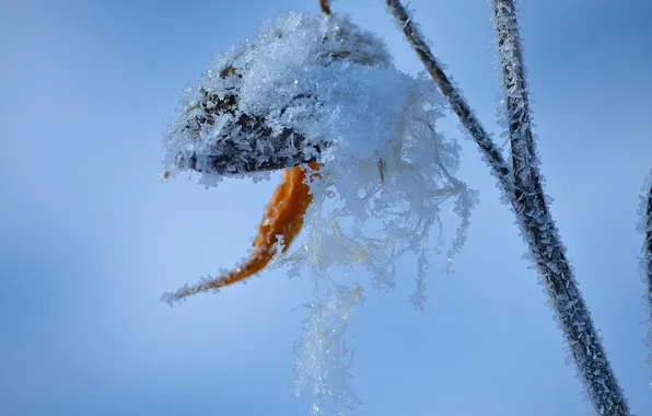 Frost, flower, macro