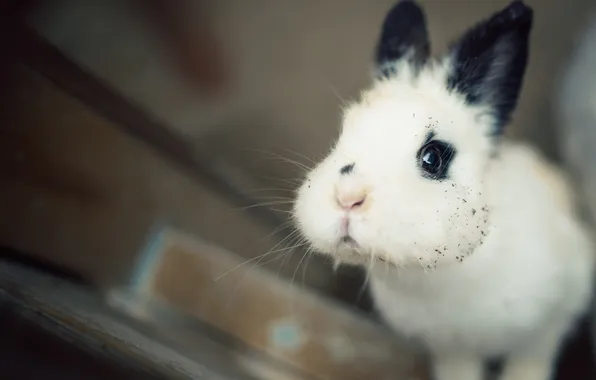 Rabbit, face, cheeks